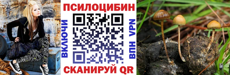 Галлюциногенные грибы Psilocybe  Котельнич 